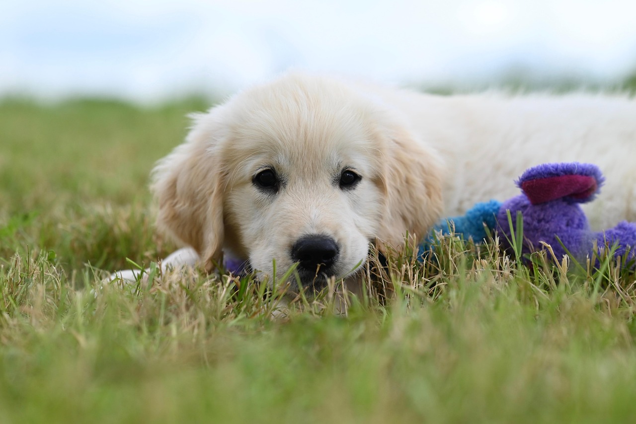 dog, puppy, canine, mammal, cute, nature, animal, golden retriever vyctorio, pet, chien