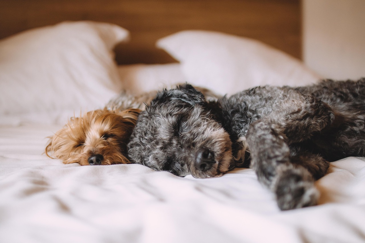 dogs, pets, canine, animals, fur, sleeping, nature, snout, mammals, domestic, dog portrait, animal world