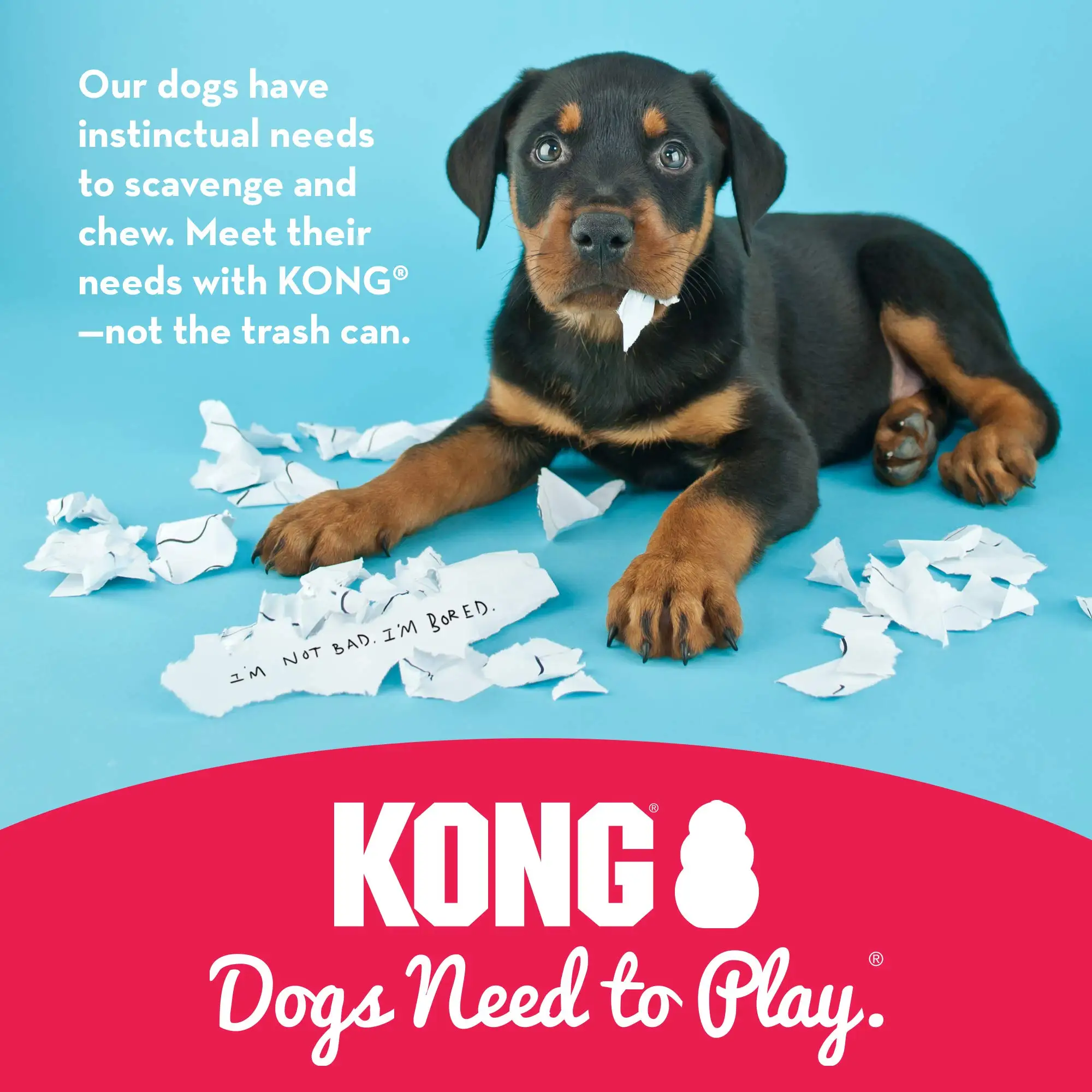 🦴 KONG Extrême – Jouet ultra résistant pour chiens de différente tailles - Image 5